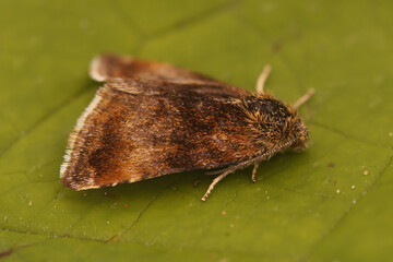 Obraz premium Closeup on a somewhat worn Small Yellow Underwing owlet moth, Panemeria tenebrata sitting on a green leaf