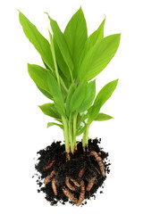 Turmeric spice plant with roots exposed growing in soil. Organic nature homegrown produce, high in polypehnols, flavonoids, antioxidants. Used in cooking and herbal plant based medicine. On white.