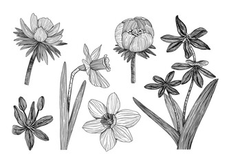 A set of spring flowers. Narcissus, eranthis, scylla. Hand-drawn in the style of engraving. Graphics	