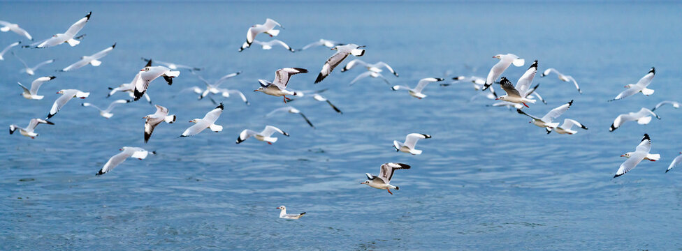 Wildlife panorama, background banner of Larus Charadriiformes or White Seagull on a sea, migration season, Population flying birds in group its flies over ocean. Ornithology Bird in mangrove Thailand.