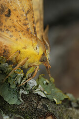 Closeup on the yellow Canary-shouldered Thorn geometer moth, Ennomos alniaria