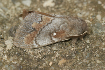 Closeup on the Pine-tree lappet, Dendrolimus pini sitting on wood