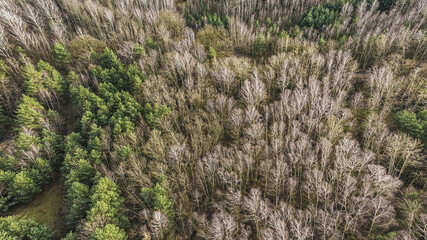 Aerial view over birch forest trees.