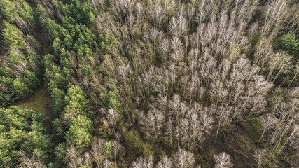 Aerial view over birch forest trees.