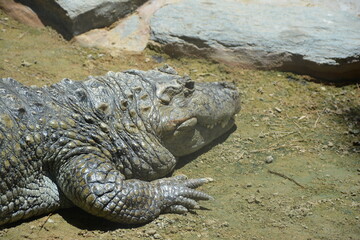 alligator in the zoo