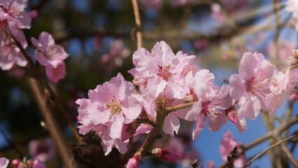 Sonnenstrahlen erhellen einen blühenden Mandelzweig