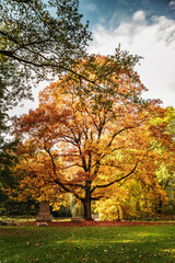 autumn tree in the park - 561237825