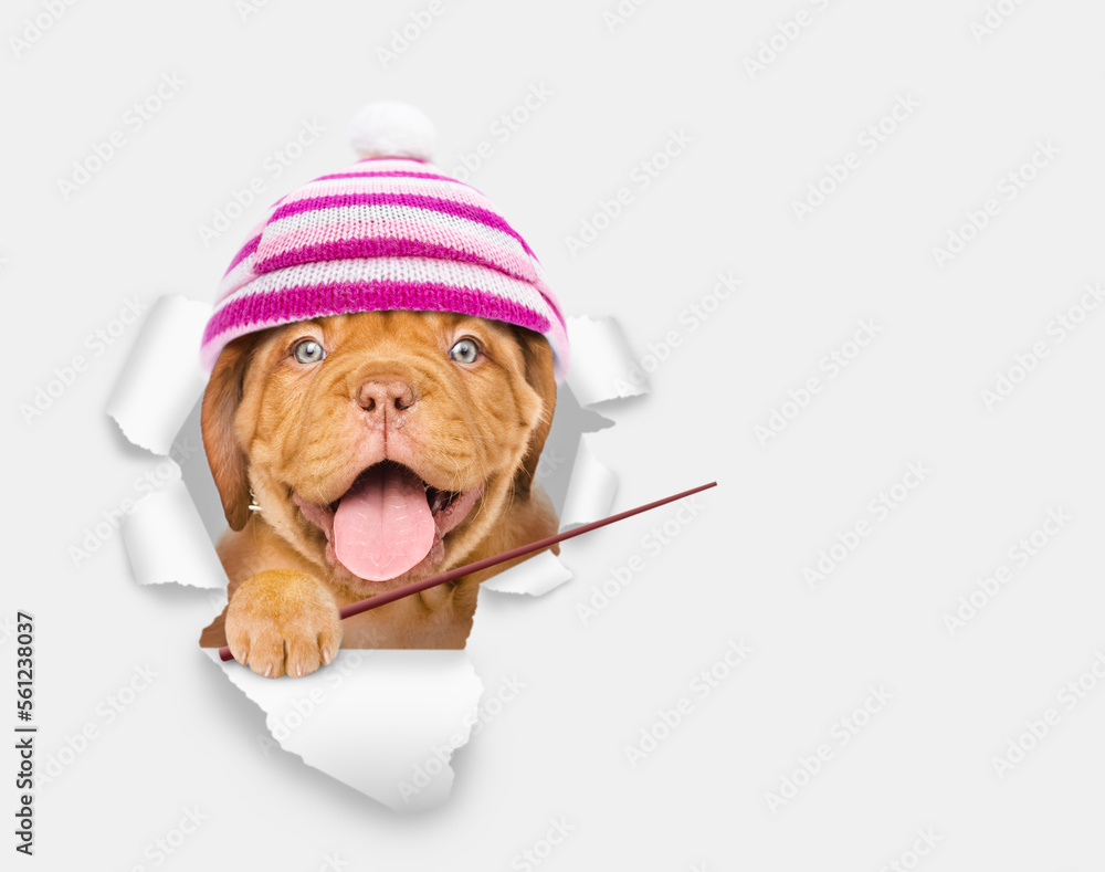 Poster happy mastiff puppy wearing warm hat looking through a hole in white paper and pointing away on empt