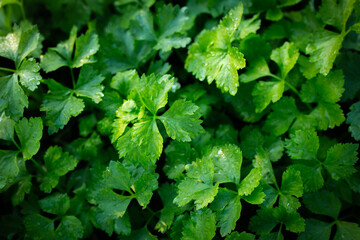 close-up of celery plantation (leaf vegetable) in the garden.