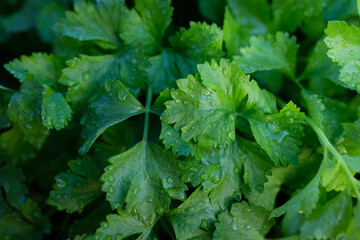close-up of celery plantation (leaf vegetable) in the garden.
