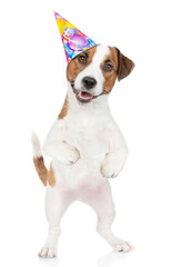 Jack russell terrier puppy wearing party cap stands on hibd legs. isolated on white background