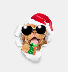 Happy Mastiff puppy wearing sunglasses and red santa hat looking through a hole in white paper and holding gift box