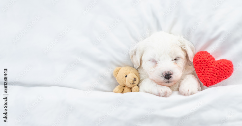 Aufkleber tiny bichon frise puppy sleeps under white blanket on a bed at home with favorite toy bear and red h