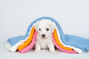 Tiny bichon frise puppy lying under stack of warm plaids in cold autumn or winter weather