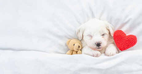Tiny Bichon Frise puppy sleeps under  white blanket on a bed at home with favorite toy bear and red...