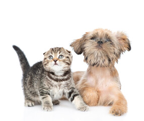 Brussels Griffon puppy and scottish fold kitten look away and up together. Isolated on white background