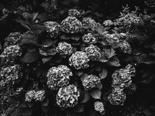 Black and white photo of hydrangeas