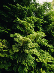 Green tree foliage