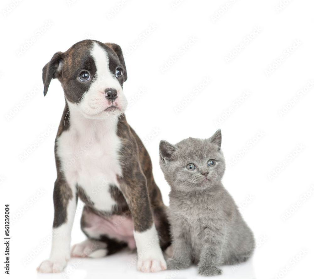 Aufkleber cute german boxer puppy dog and tiny kitten sit together and look away on empty space. isolated on w
