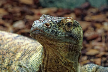 Komodo Dragon