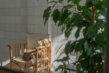 Braco de Weimar , Klauss descansa en su sillón y toma el sol
