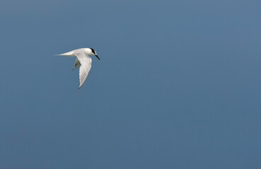Grote Stern, Sandwich Tern, Sterna sandvicensis