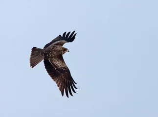 Fototapeten Zwartoorwouw, Black-eared Kite, Milvus lineatus © Marc