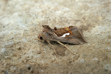 Closeup on Dewick's Plusia owlet moth, Macdunnoughia confusa