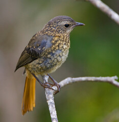 Kaapse Lawaaimaker, Cape Robin-chat, Cossypha caffra