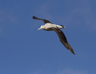 Grote Albatros, Snowy (Wandering) albatross, Diomedea (exulans) exulans