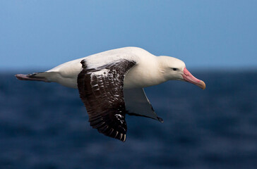 Tristanalbatros, Tristan Albatross, Diomedea dabbenena