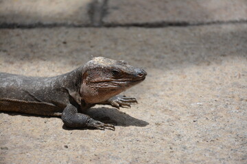 lizard on the sand
