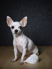 Chihuahua dog sits in a half-turn on a light wooden surface. At the feet of the dog lies a white gauze bandage