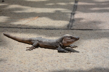 iguana on the rocks