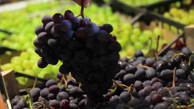 Female hands choose grapes in a supermarket close-up