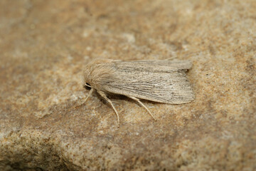 A closeup of the obscure wainscot moth, Leucania obsoleta on a stone