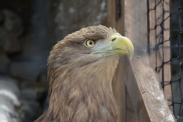 portrait of a eagle