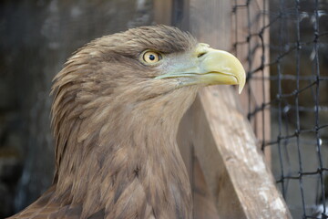 portrait of a bald eagle