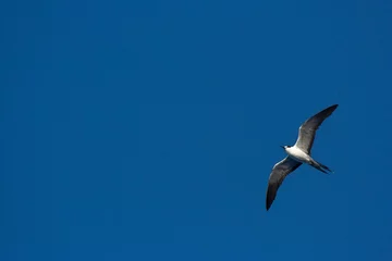Fotobehang Bonte Stern, Sooty Tern, Onychoprion fuscatus © Marc