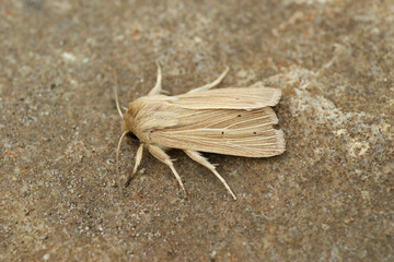 Frontal closeup of the pale brown colored common wainscot moth, Mythimna pallens on a piece of wood