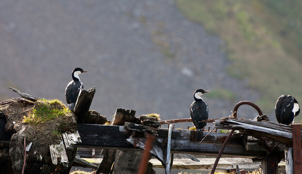 Zuid-Georgische Aalscholver, South Georgia Shag, Phalacrocorax georgianus