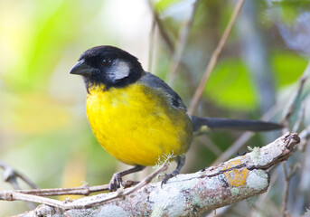 Santa-Martastruikgors, Santa Marta Brush-Finch, Atlapetes melanocephalus