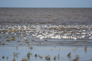 Kluut, Pied Avocet, Recurvirostra avosetta