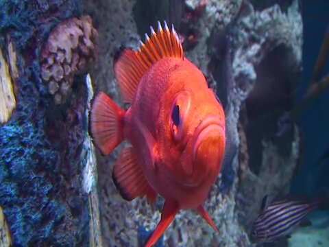 (Dentex) Red fish on a coral reef, Red Sea