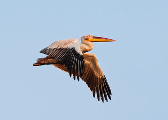 Fototapeta premium Roze Pelikaan, Great White Pelican