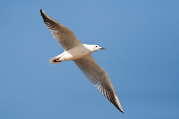 Dunbekmeeuw, Slender-billed Gull, Chroicocephalus genei