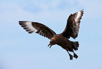 Fototapeta premium Subantarctische Grote Jager, Subantarctic Skua, Stercorarius antarcticus