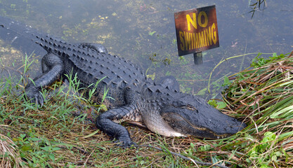 No swimming sign and American  alligator in Florida , USA