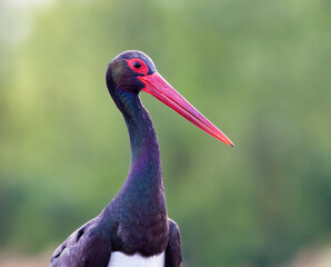 Zwarte Ooievaar, Black Stork, Ciconia nigra