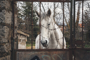 A very sad horse behind a fence and barbed wire.